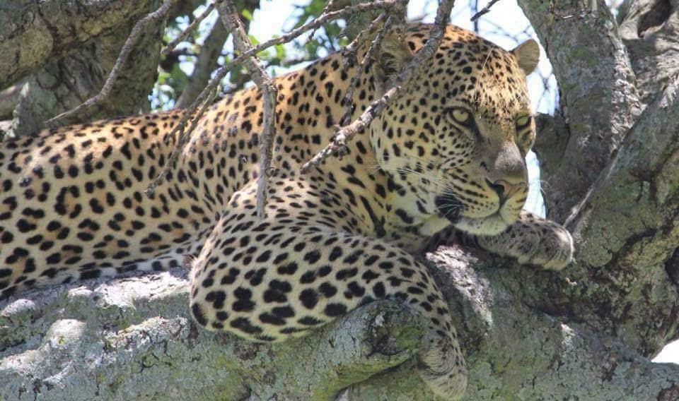 East Africa Self-Drive Safari