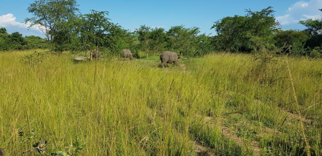 Rhinos at Ziwa on a Self drive Uganda Safari