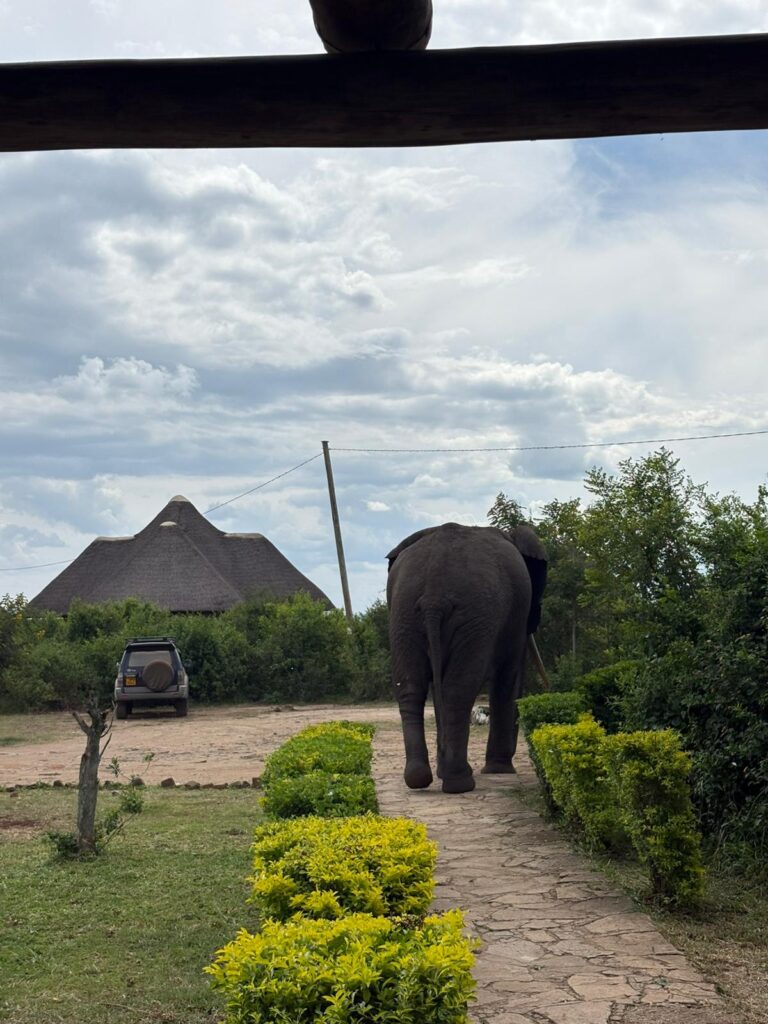 Elephant in Queen Elizabeth NP on a Self drive Uganda safari